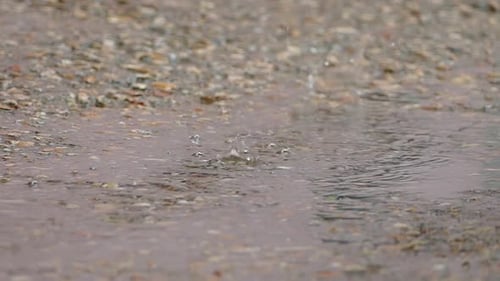Drops of Water Fall Into a Puddle