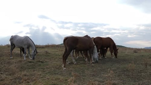 Horses Grazing Peacefully in a Rural Grassy Field