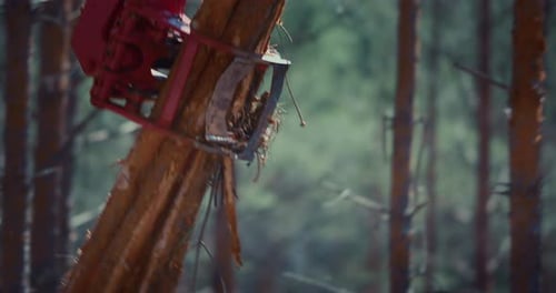 Forklift loads pine logs in the forest. Coniferous forest felling, timber industry.