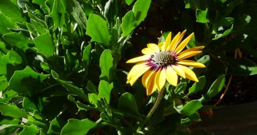 A beautiful, single yellow flower in the sunlight with green plant leaves in the background.