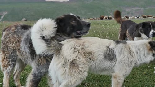 Große surrealistische Hunde, die Vieh in den Bergen weiden