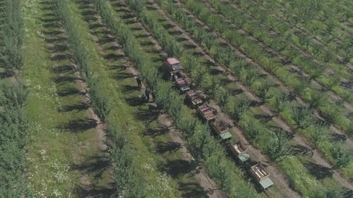 Aerial view of workers on a plantation