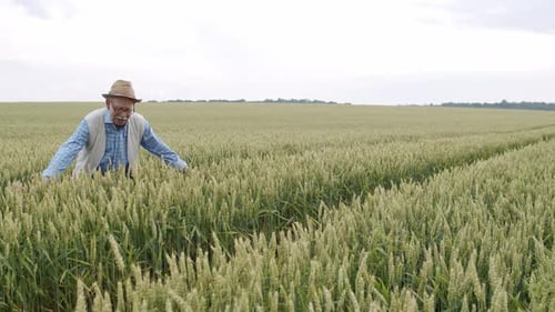 Happy Senior Farmer in Hat Strokes Ears of Wheat in Spacious Field