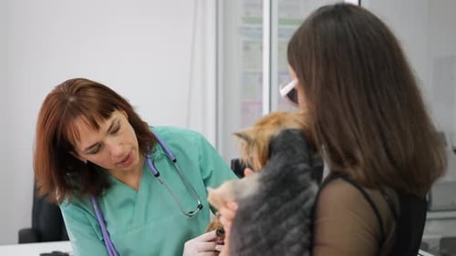 Veterinarian Examining Dog in Clinic