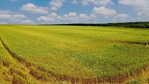 Drone flight over the young green plants in the field. Summer scene of beautiful field