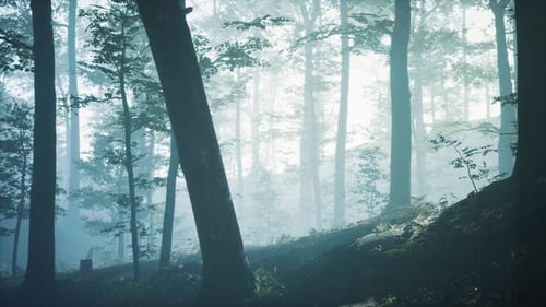 Morning Fog in Deep Forest