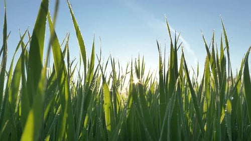 Motion Past Green Stems of Grass with Dewdrops at Sunrise