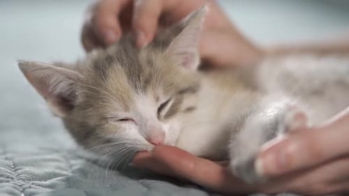 Schlafende graue Katze im Katzenboden
