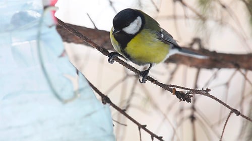 Tomtits