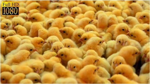 Close Up View of Yellow Baby Chicks