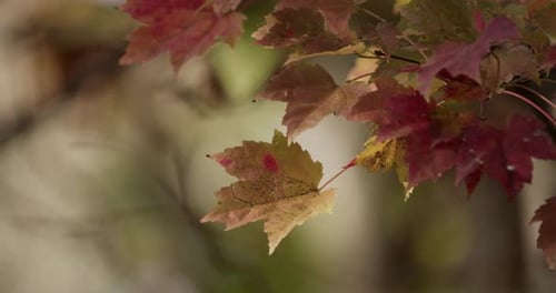 Windige Natur