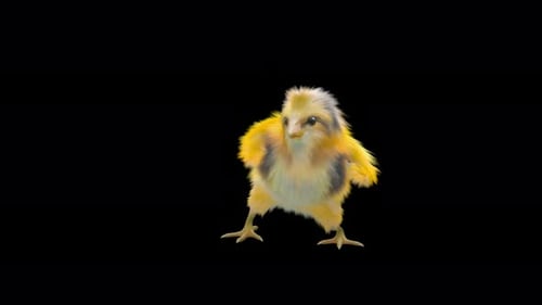 Cute Fluffy Baby Chick Dancing Animation Loop