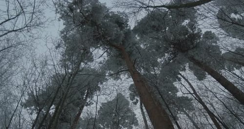 Cielo de invierno y árboles altos