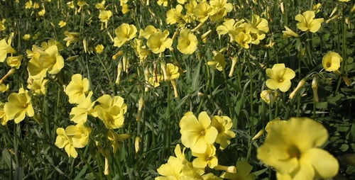 Field of Yellow Flowers Blooming in the Sunlight