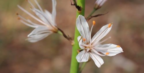 Close Up of Blooming White Flowers