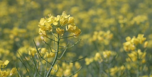 Flowers 05