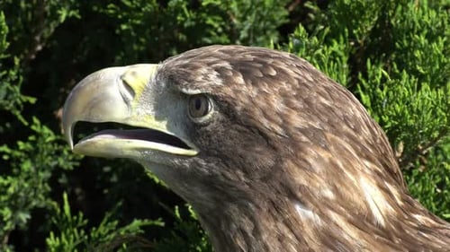 Seeadler (lat. Haliaeetus albicilla)