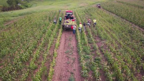 Aerial view of workers in field picking fresh corn with tractor pulling corn wagon nearby.