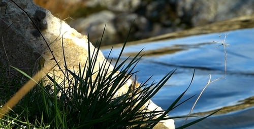 Green Grass and Water by Rock