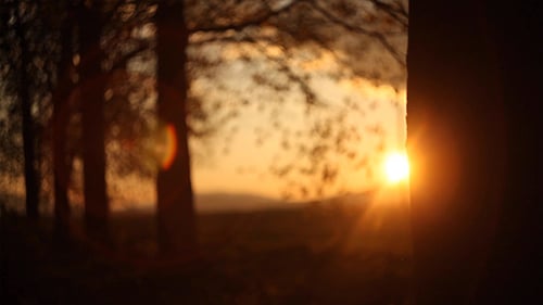 Forest in the Sunset 2