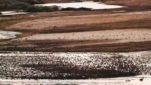 Red-billed Quelea in Kruger National park, South Africa