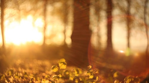 Forest in the Sunset 3