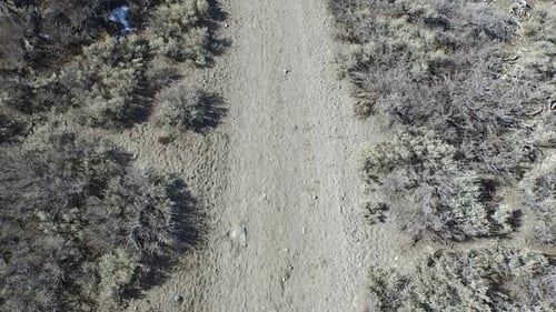 Aerial shot of a young man and woman trail running with dog on scenic mountain trail