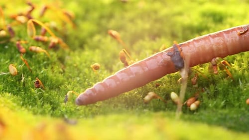 Un ver de terre est un invertébré terrestre qui appartient à la classe Clitellata