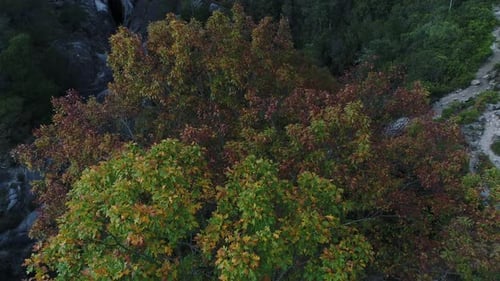 Forest Waterfall Scene