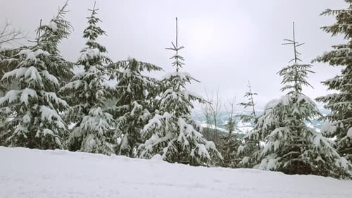A Small Meadow Covered with Snow and Surrounded By Fir Trees in Foggy Weather in the Carpathian