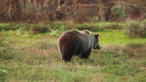 Cute Dangerous Huge Brown Grizzly Bear Leader Group in Wild Nature USA Shot