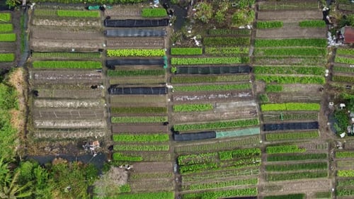 Vista aérea, vista para a fazenda de vegetais.