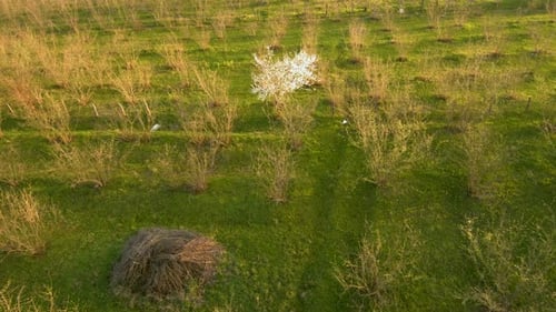 Arbre en fleurs