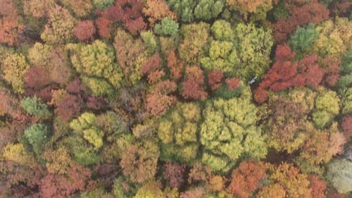 Herbstwald mit bunten Bäumen. Luftaufnahme.