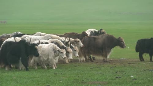 Herde langhaariger Yakherde auf asiatischer Wiese