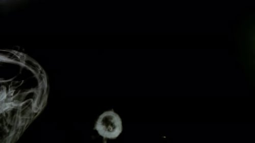 Smoke Rings Rising Against Black Background