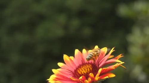 Flowers, Bee