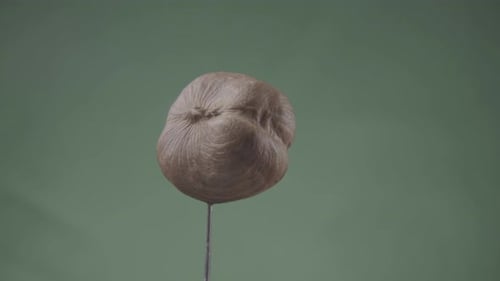 Hazelnut Rotating with Loop on Green Screen for Chroma Key