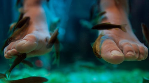 Fish Spa Pediküre Wellness Hautpflegebehandlung