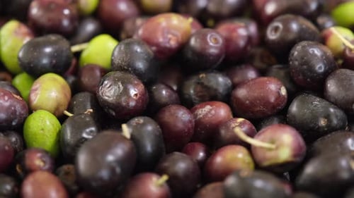 Raw organic olives after harvest, ready for extra virgin oil. Rotating shot. Mediterranean fresh hea