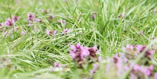 Blumen im Gras 3