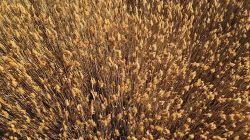 Flying up high above golden field of grass moving in the wind