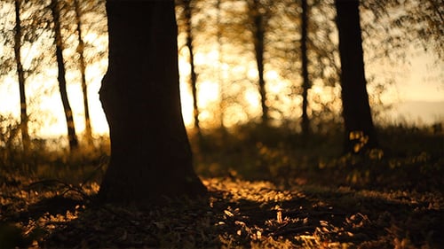 Forest in the Sunset 4