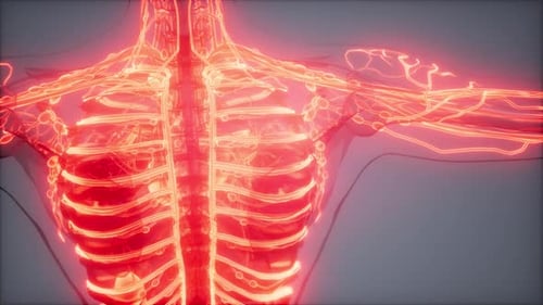 3D Glowing Human Lymphatic and Circulatory System Scan