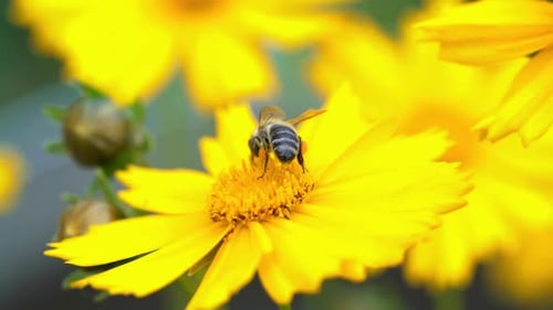 Bee Collecting Pollen on Yellow Flower
