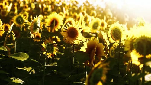 Field of Blooming Sunflowers on Sunset