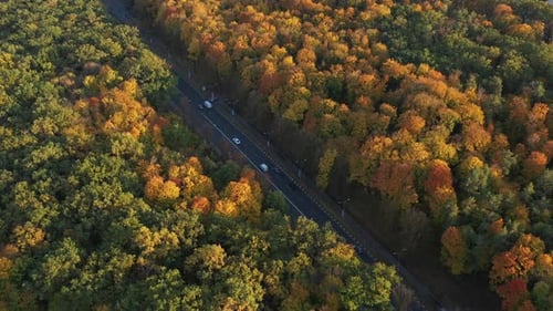 Road with Good Asphalt for Cars Between the Trees of a Large Urban Forest, Top View. Sunny and Warm