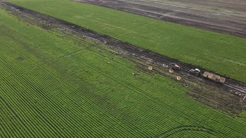 People In The Field Harvesting Carrots