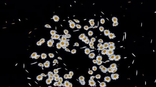 Daisy-Explosion 4K