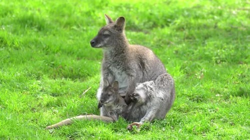 Känguru mit einem Baby-Känguru